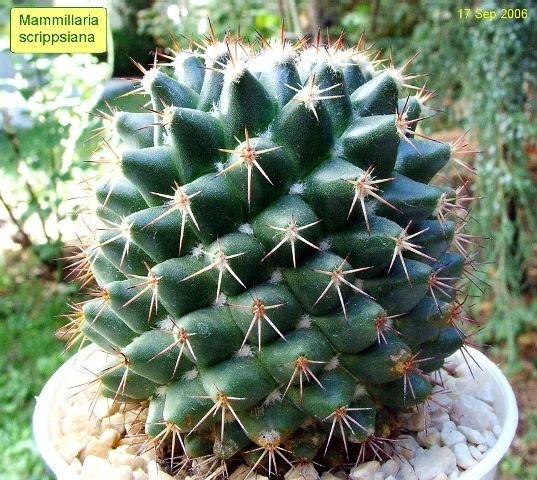Mammillaria _scrippsiana_ 04